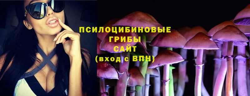 Псилоцибиновые грибы Psilocybine cubensis  Электрогорск 